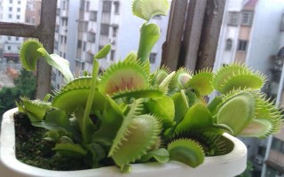 捕蝇草怎么养殖,每天的光照时间不能少于5小时