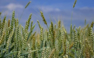 伟隆121小麦种子简介，生育期两年平均233.2天