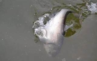 鲢鱼会不会自行繁殖，性成熟之后便具备繁殖能力