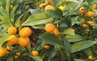 金桔的栽培种植技术，栽种金桔需要肥沃松软的土壤