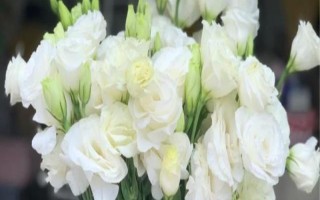 洋桔梗插花如何养殖，每隔一周为其更换一次水