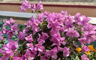 巴西紫三角梅是否勤花,花期持续时间长且开花量大
