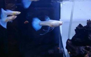 孔雀鱼用什么水养，可以选择自来水、湖水、河水或者井水