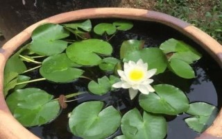 莲花的养殖方法，每天的晒光时长要超过7小时