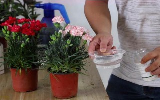 怎么预防康乃馨烂根，控制浇水量、让土壤保持透气有助于根系生长