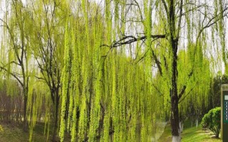 柳树的特征，树冠开展、树叶披针形