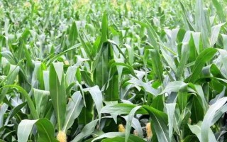 农华606玉米种子特点,中抗纹枯病