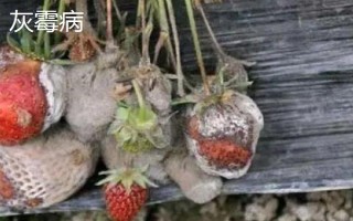 大棚草莓为什么烂果,主要原因是田间积水、发生病害