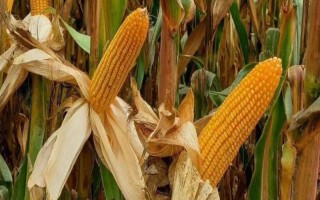 辉煌99玉米种子特征特性，在区试3000株/亩密度下