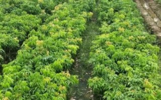 荔枝苗是圈枝苗好还是嫁接苗好,最好还是选择嫁接苗