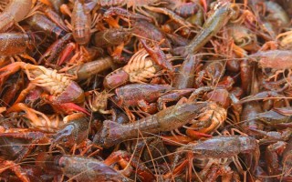 养殖的小龙虾是不是比野生的干净，人工养殖的水质条件更好