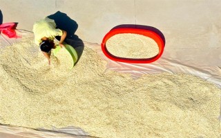 有机蔬菜种子怎么浸种催芽，用温水浸泡后再放入容器中并覆盖湿毛巾