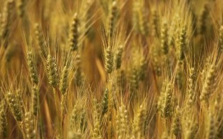 新春33号小麦种子特点，选用中等以上肥力