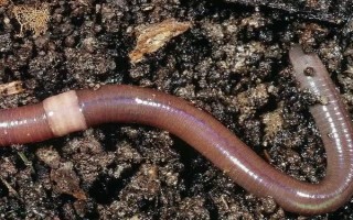 钓鲶鱼用什么饵料，腥味饵料效果好