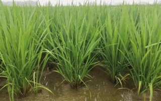 花香优1618水稻种子特征特性，4月中下旬播种