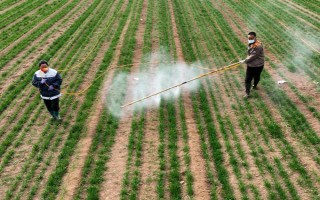 花土长白毛如何处理，可往花盆中喷洒药物