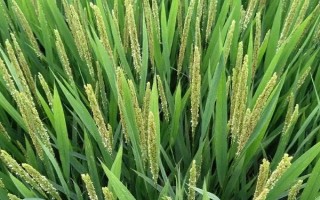 深两优粤禾丝苗水稻种子特点,每亩插足基本苗6-8万