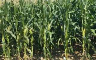 联达098玉米品种的特性，中抗小斑病