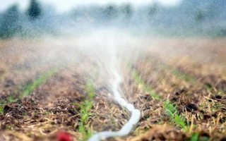 玉米的播种深度,4-5厘米比较合适