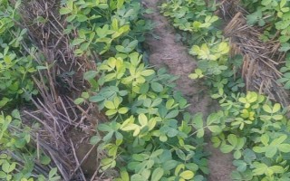 花生苗发黄的原因，可能是养分不足或水分不足等导致