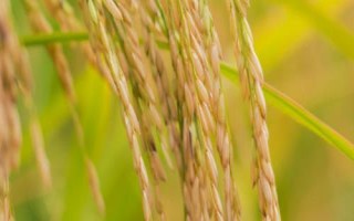 兆优5431水稻品种的特性，全生育期139.2天