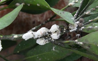 玫瑰石斛怎么养殖，生长期每隔10-14天浇一次水