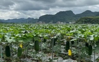 露地冬瓜的种植技术,12月至次年3月间种植为佳