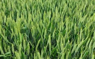 陇育5号小麦品种简介，全生育期280天