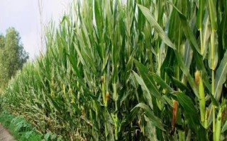 彩甜糯168玉米种简介，中期防治玉米螟