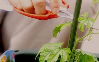 苦瓜的整枝打叉方法，把枝蔓顶端的叶梢剪除可促进侧枝生长