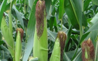 屯玉168玉米种子特征特性，平均生育期118天