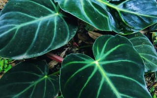 蔓绿绒能在家养吗，适合在家中养殖