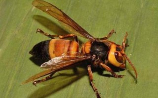 黄腰虎头蜂简介，也被称作杀人蜂