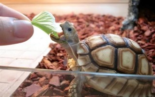 乌龟的细菌会不会传染给人类，人工养殖的乌龟一般不会感染人体