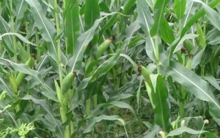 鑫丰盛9906玉米种子特征特性，适宜播期4月下旬至5月上旬