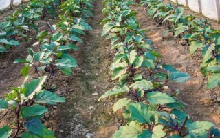 哪些农作物适合在春季种植，常见花生、茄子、黄瓜等品种