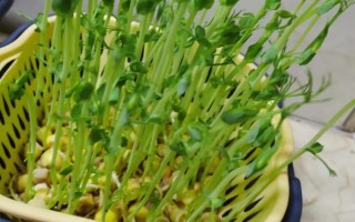 豌豆的套种技术,豌豆可以套种玉米、烟草等