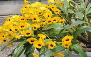 鼓槌石斛是什么植物，是多年生草本植物