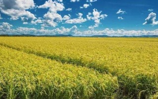 通禾859水稻品种的特性,4月上旬播种