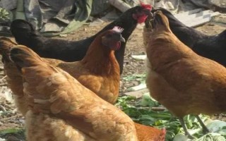 有哪些散养鸡品种,常见的有芦花鸡、三黄鸡等