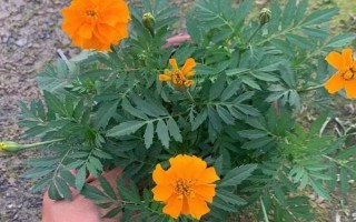 孔雀草的发芽时间，通常为播种后10天左右