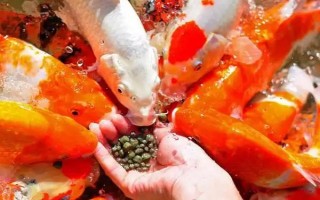 养殖锦鲤的要求，水质的酸碱度保持在6-8.5之间