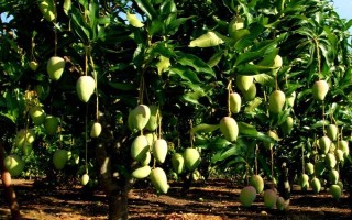 低温对芒果的危害，会造成花药不裂开、柱头受损伤等
