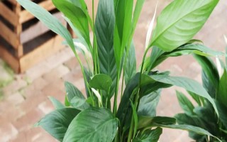 一帆风顺有什么花语，寓意着事业有成、庄严圣洁、万事亨通