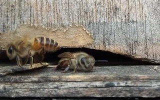 新收的蜜蜂不做巢的原因，可能是没有蜂王或缺少食物等