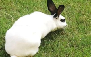 熊猫兔是什么，别称海棠兔、荷达特兔