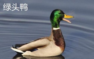 鸭有哪些品种，包括高邮鸭、北京鸭、绍兴鸭等种类