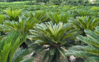 农村种植什么市场潜力大,这几个项目很有钱途