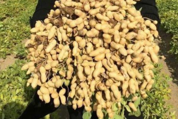 花生品种308的产量，白沙308可达到800-1000斤左右