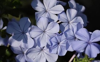 蓝雪花修剪后如何养护，将其放置光线柔和的通风环境中养护